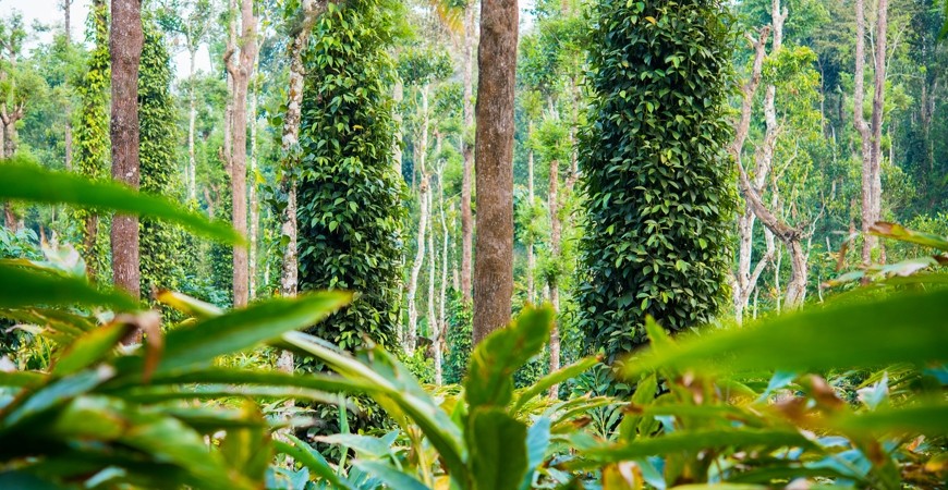 /content/dam/sterlingholidays/activities/thekkady/mustdo/bannerimage/thekkady-spice-plantation.jpg