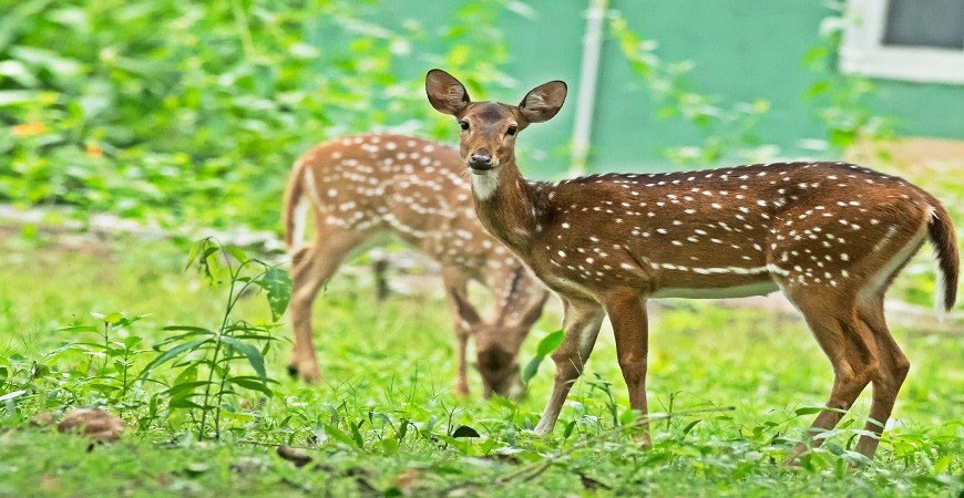 /content/dam/sterlingholidays/activities/wayanad/mustsee/bannerimage/waynad-wildlife-animals.jpg