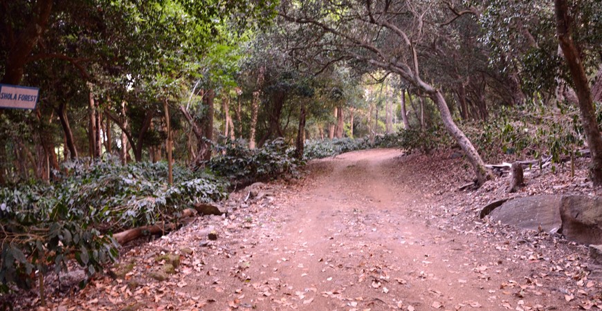 /content/dam/sterlingholidays/activities/yercaud/mustdo/bannerimage/yercaud-walk-through-the-woods.jpg