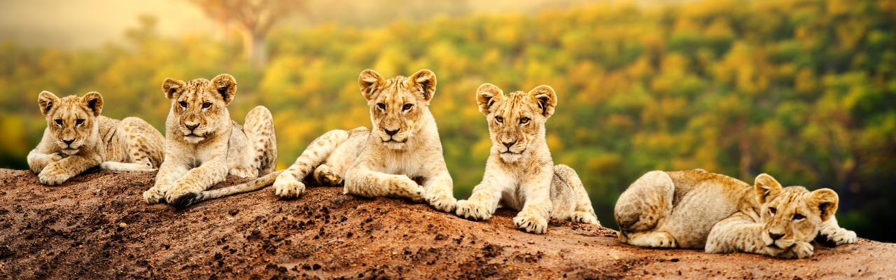 Destination Banner Image