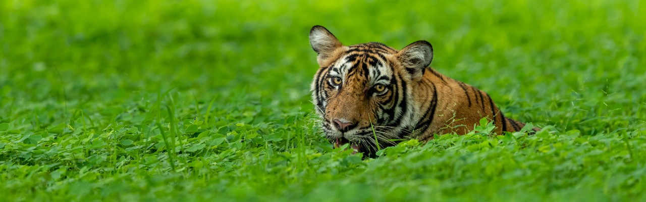 Destination Banner Image