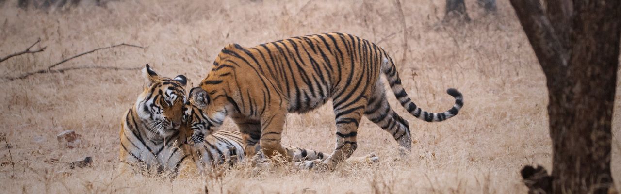 Destination Banner Image