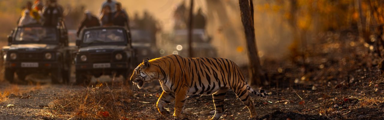 Destination Banner Image