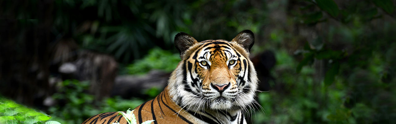 Destination Banner Image