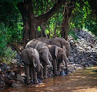 Sterling Destinations THEKKADY