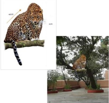 /content/dam/sterlingholidays/experiences/thumbnail/leopard-on-tree.jpg