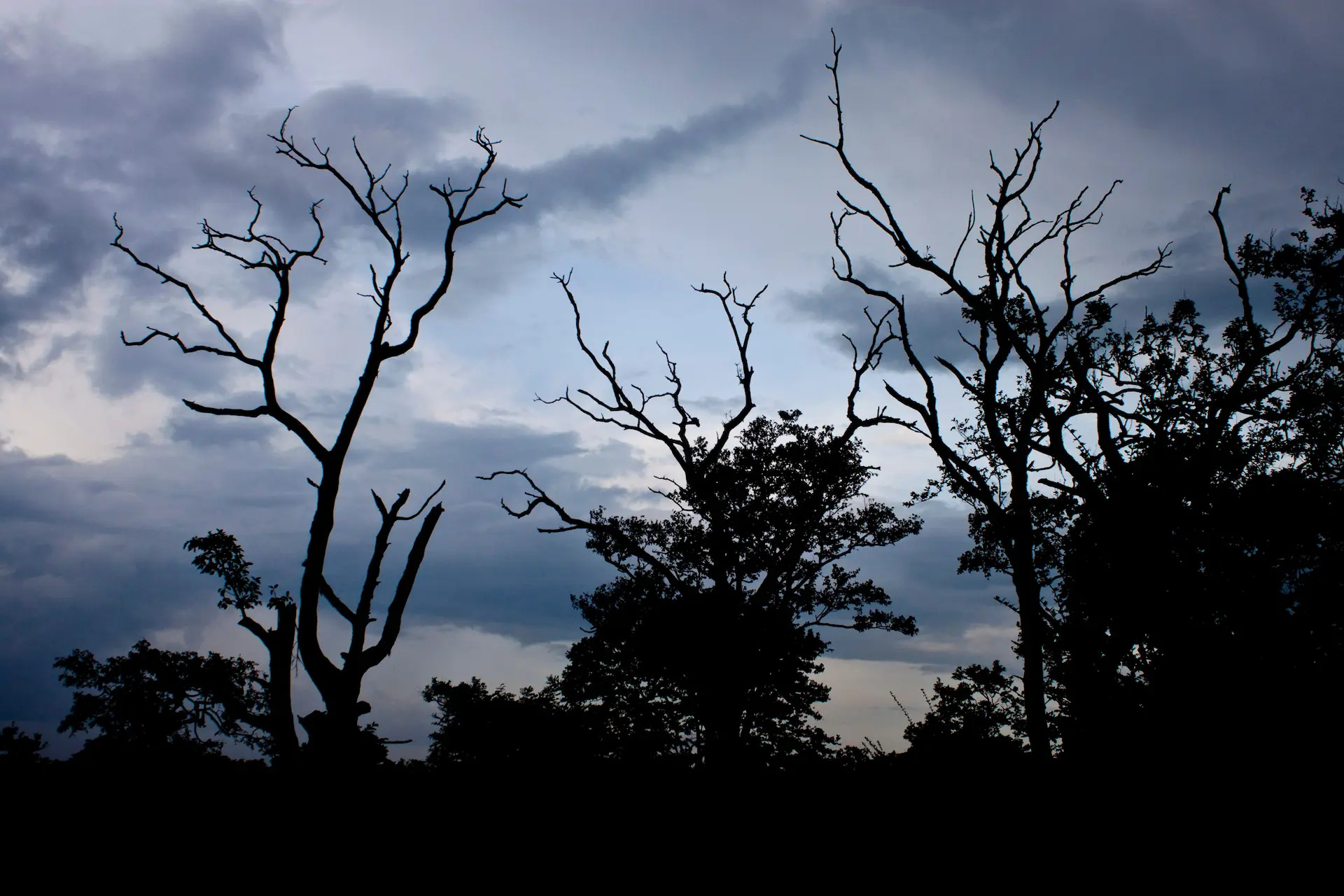 Mudumalai safari guest moment 1
