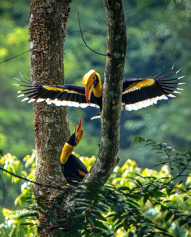Mudumalai safari guest moment 10