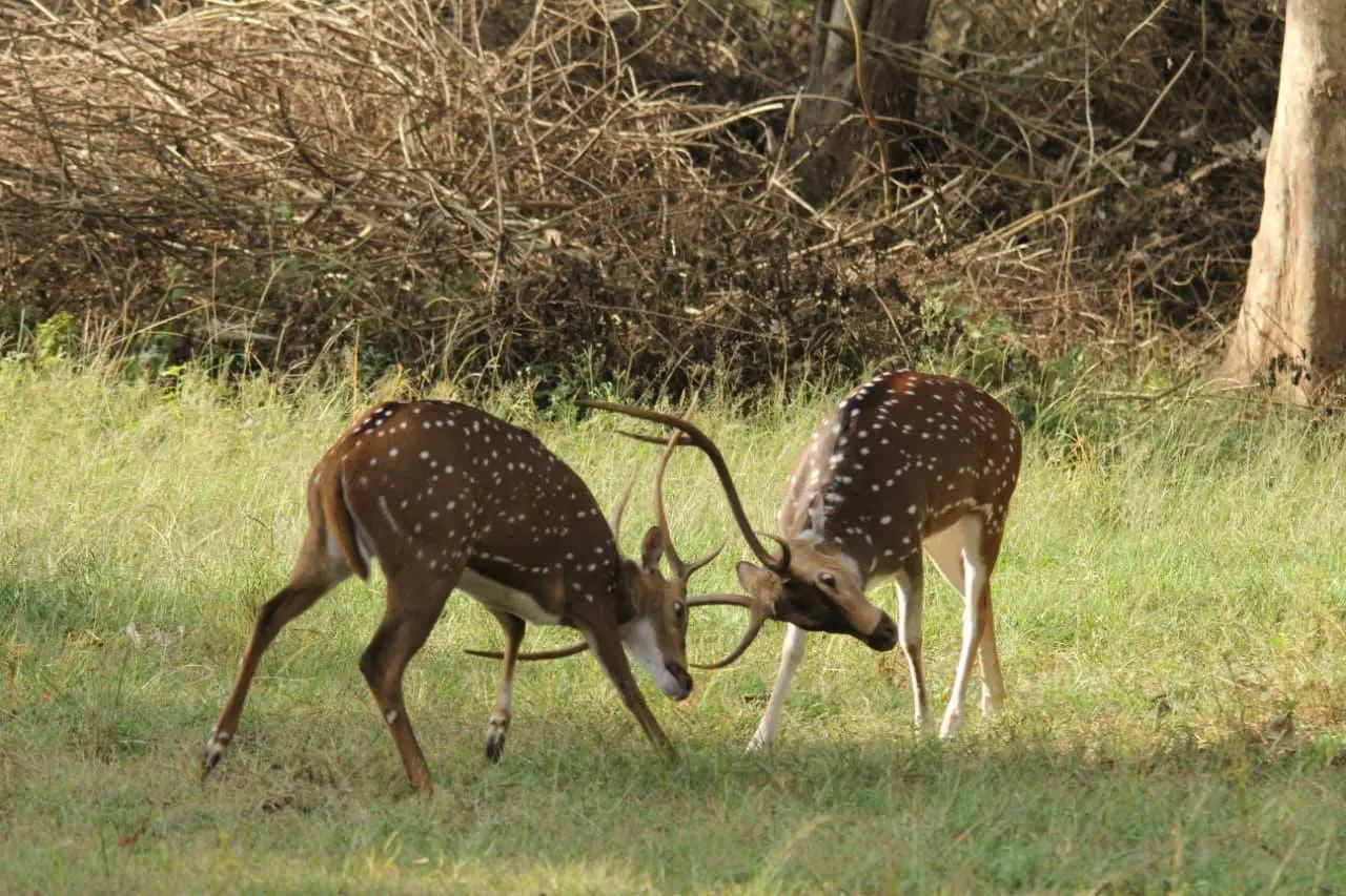 Mudumalai safari guest moment 2