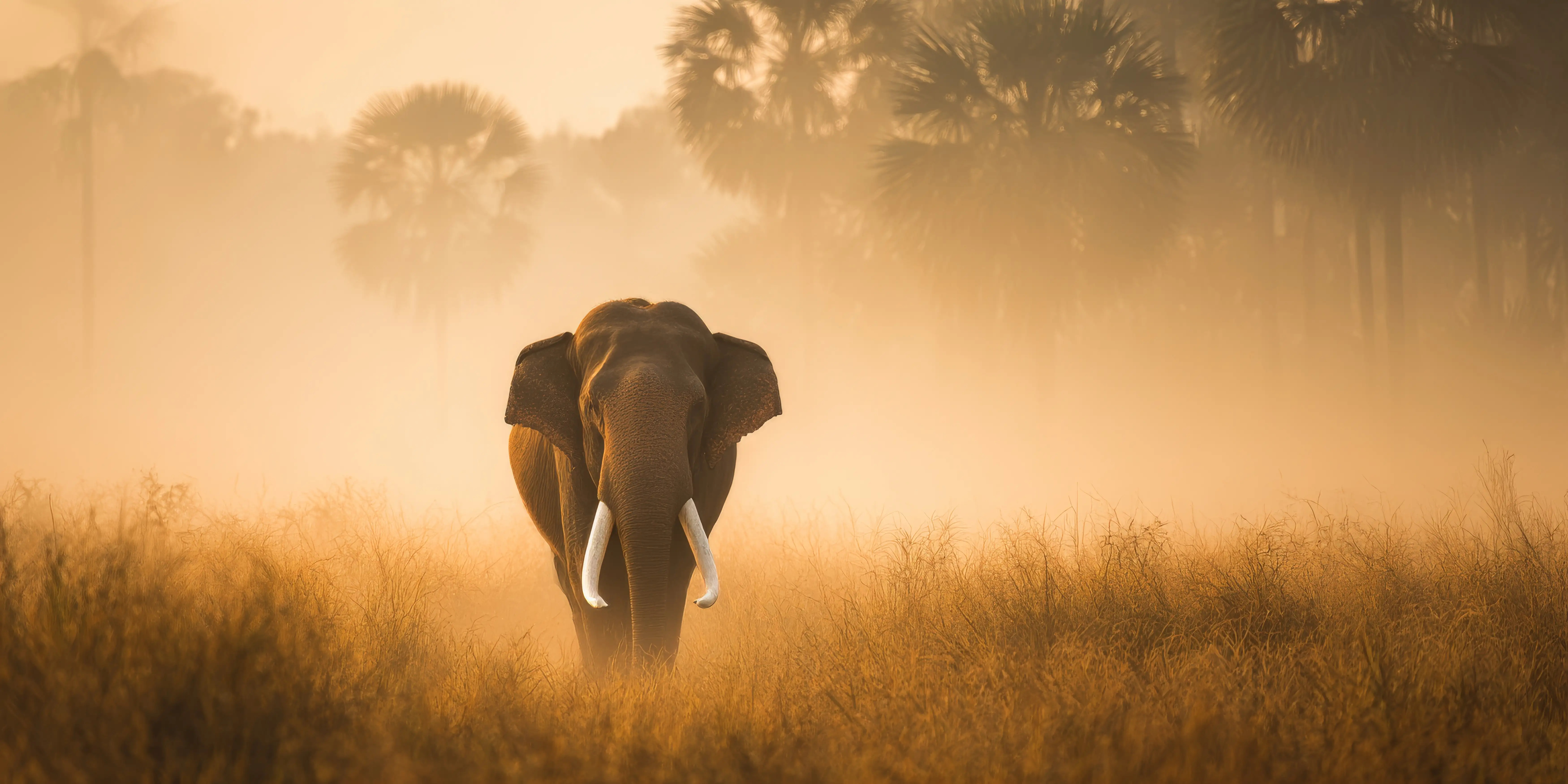 Mudumalai safari guest moment 4