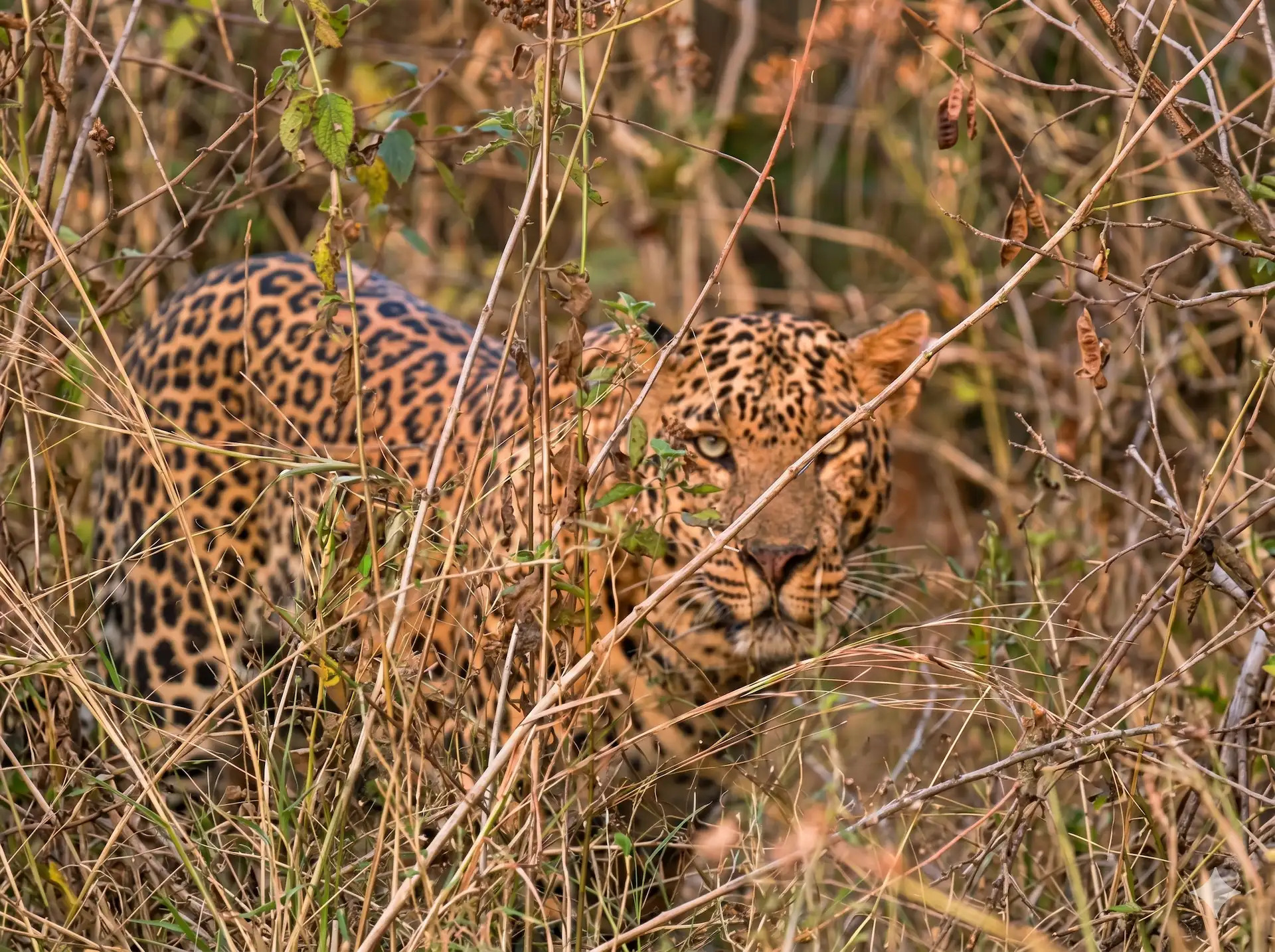 Mudumalai safari guest moment 5