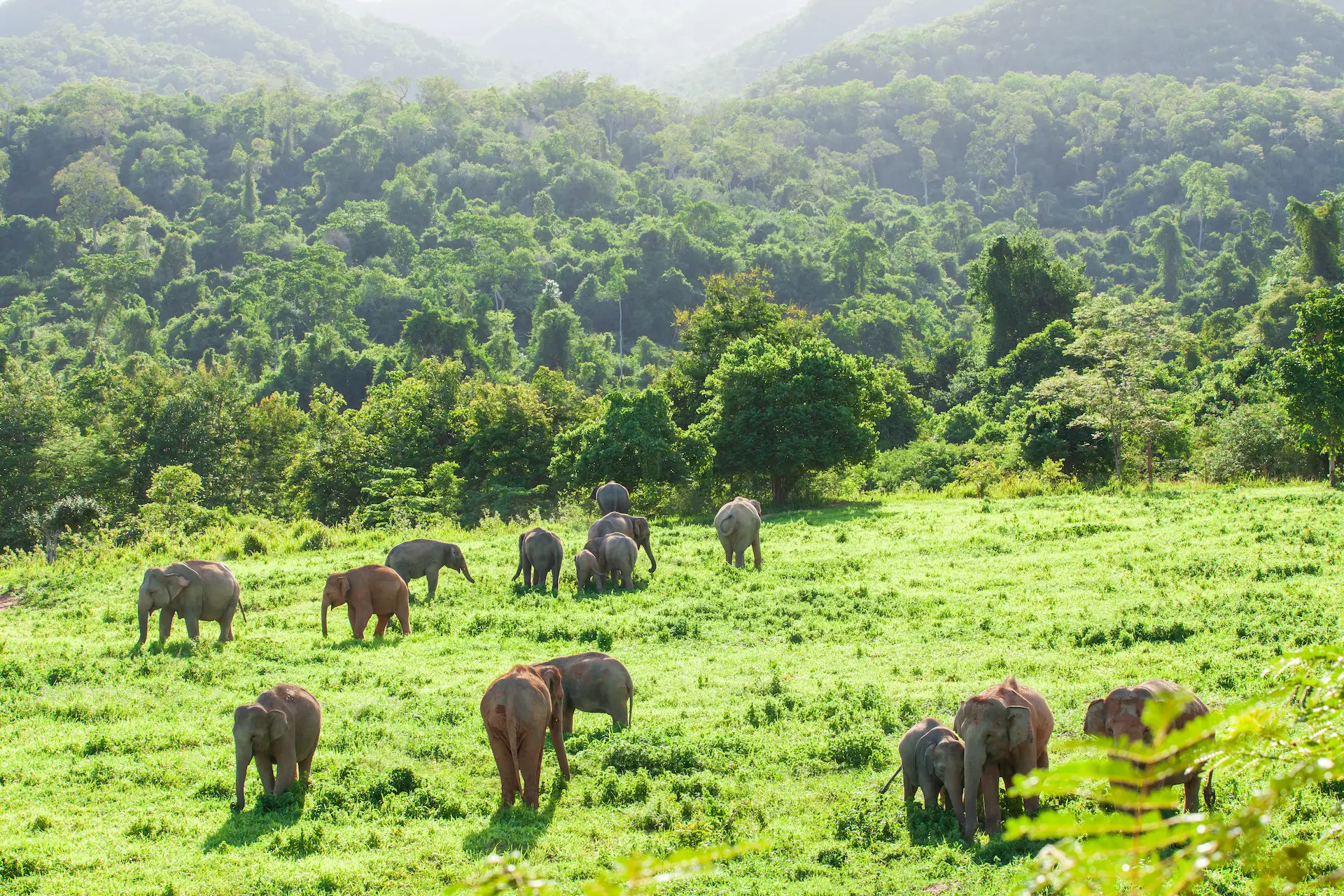 Mudumalai safari guest moment 6