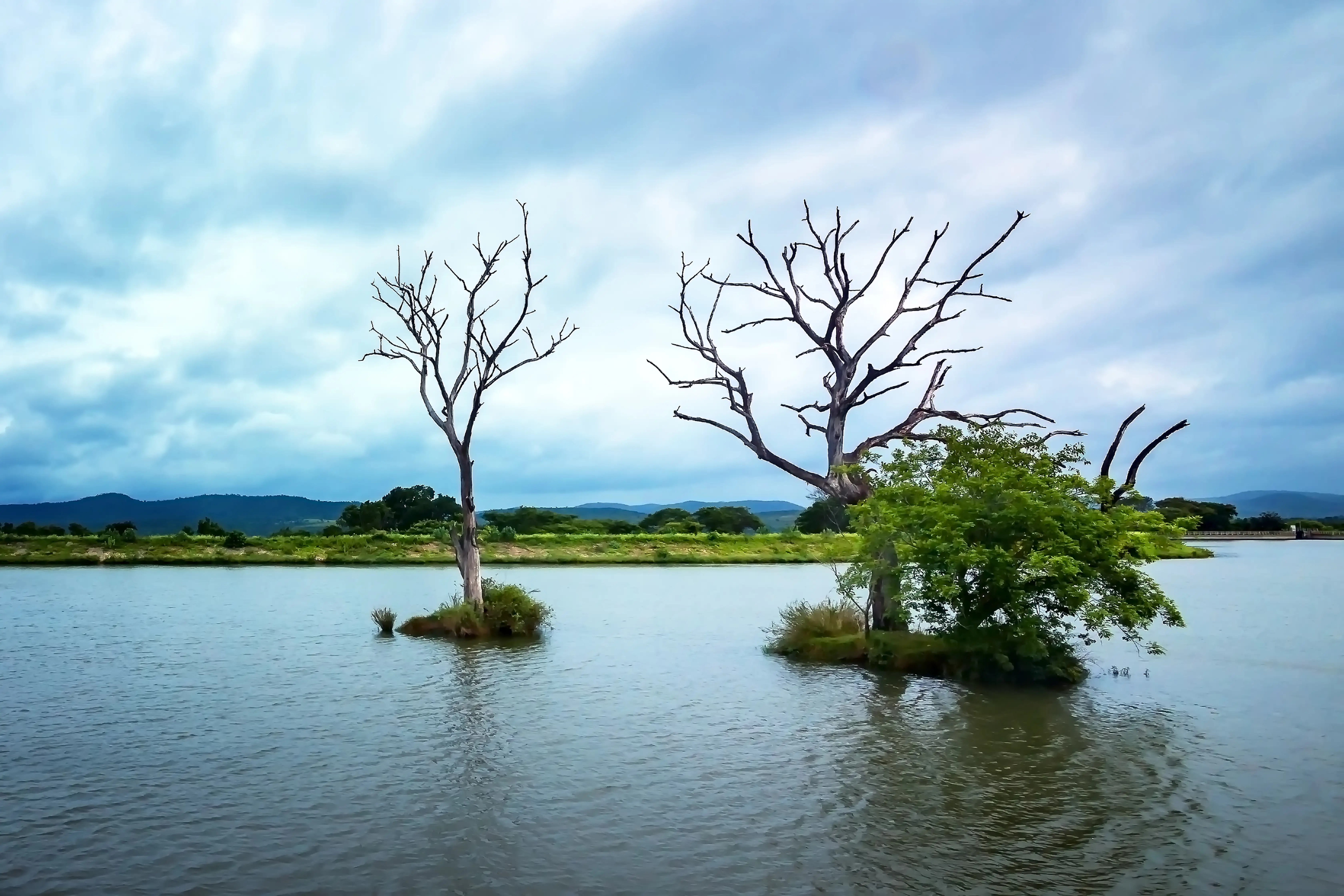 Mudumalai safari guest moment 7
