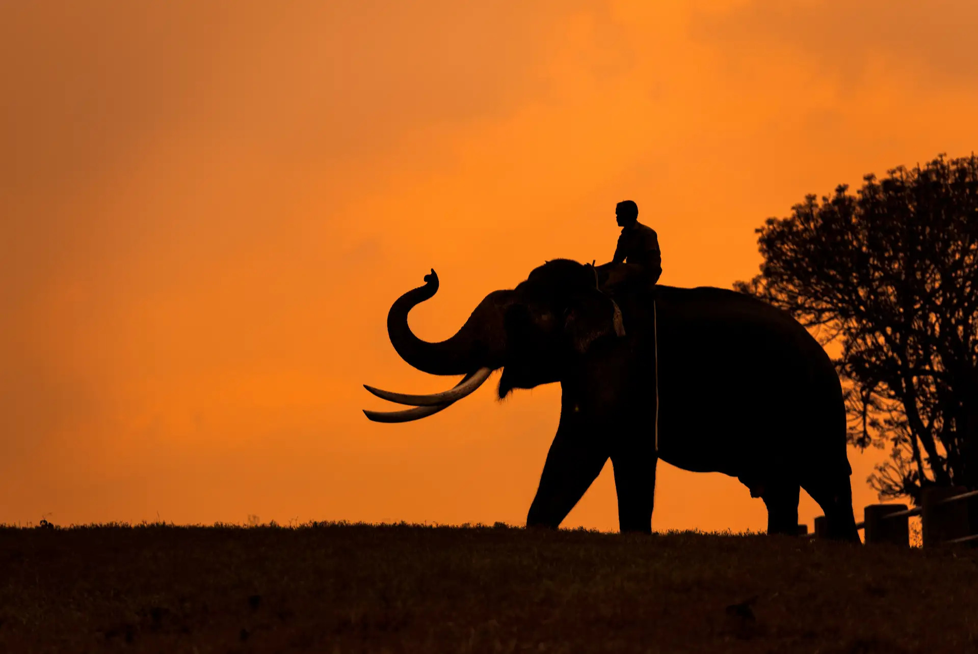 Mudumalai safari guest moment 8