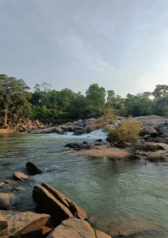 Follow the Forest to the Falls